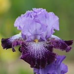  Iris germanica 'Jawbone Flats'