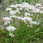  Allium 'Caméléon' (6 bulbs per bag)