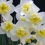  Narcissus 'Bella Estrella' (12 bulbs per bag)