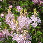  Camassia leichtlinii 'Pink Star' (6 bulbs per bag)
