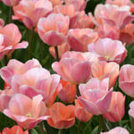  Tulip 'Jeu d'Amour' (12 bulbs per bag)