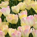 Tulip 'Jade Maiden' (12 bulbs per bag)