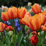  Tulip 'Salmon Lalibela' (12 bulbs per bag)