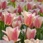  Tulip 'Sanne' (12 bulbs per bag)