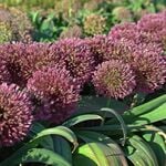  Allium karataviense 'Red Giant' (6 bulbs per bag)