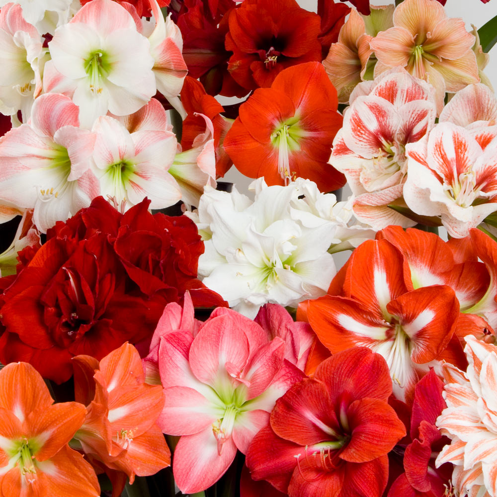 All Amaryllis by Variety 