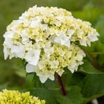  Hydrangea macrophylla Endless Summer® DreamCloud®