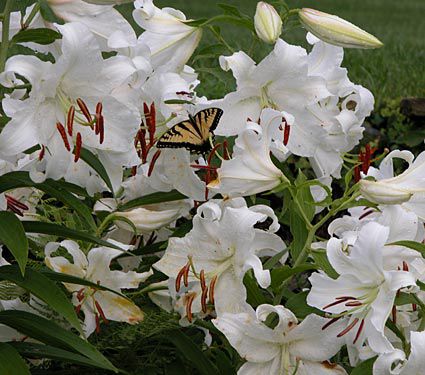 Lilium Casa Blanca | White Flower Farm