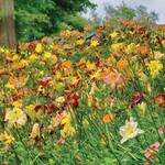  Crescendo Daylily Collection