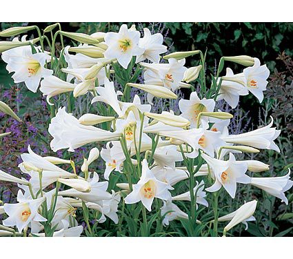 Lilium longiflorum White Elegance | White Flower Farm