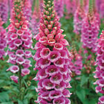  Digitalis purpurea 'Candy Mountain'