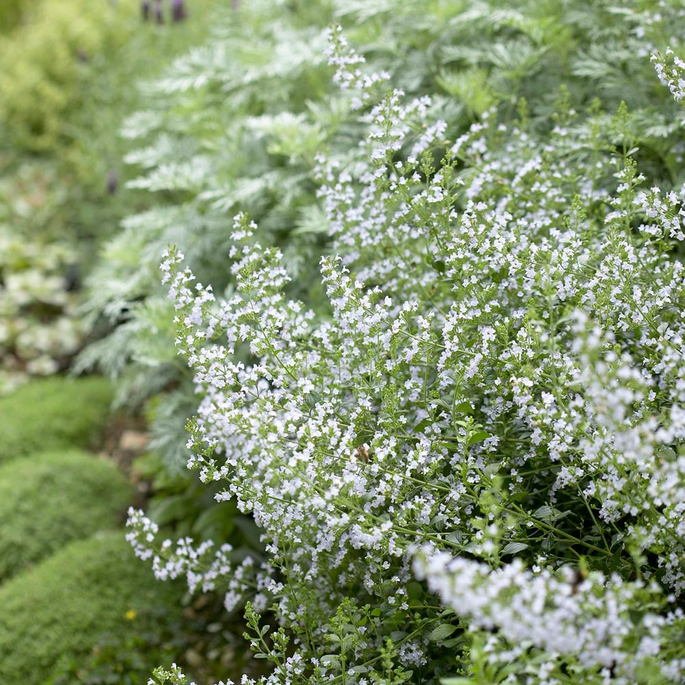 Low Maintenance Easy-Care Perennials