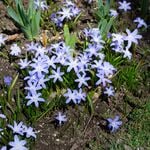  Chionodoxa forbesii (50 bulbs per bag)