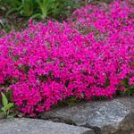  Phlox subulata 'Scarlet Flame'