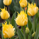  Tulip 'Golden Leo' (12 bulbs per bag)