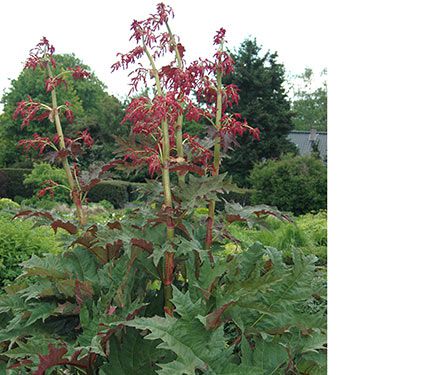 Rheum palmatum var. tanguticum | White Flower Farm