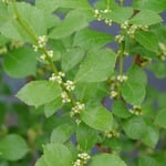  Ilex verticillata Mr. Poppins® 