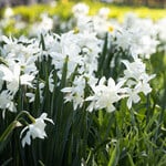  Narcissus 'Thalia' (12 bulbs per bag)