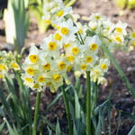  Narcissus 'Avalanche of Gold' (12 bulbs per bag)