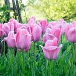  Tulip 'Bella Blush' (12 bulbs per bag)