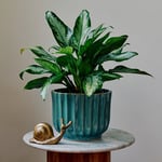  Chinese Evergreen 'Jubilee Petite'
