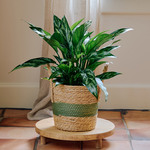  Chinese Evergreen 'Tigress'