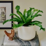  Bird's Nest Fern 'Crissie,' 6