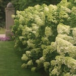  Hydrangea paniculata Limelight