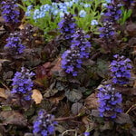  Ajuga reptans Walberton's® 'Black Scallop'