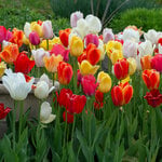  Spring Brights Darwin Hybrid Tulip Mix (25 bulbs per bag)