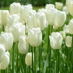  Tulip 'Maureen' (12 bulbs per bag)