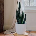  Snake Plant 'Crystal Flame' in nursery pot