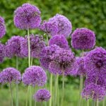  Allium 'Purple Sensation' (12 bulbs per bag)