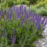  Salvia x sylvestris May Night