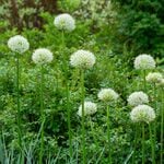  Allium 'Mount Everest' (3 bulbs per bag)