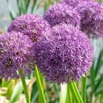  Allium 'Pinball Wizard' (3 bulbs per bag)