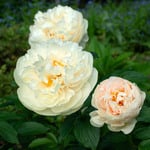 Award-Winning Peonies