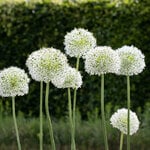  Allium stipitatum 'White Giant' (3 bulbs per bag)