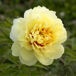  Itoh Peony 'Bartzella'