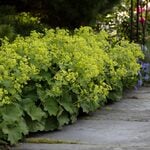  Alchemilla mollis