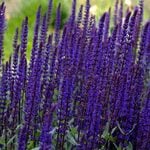  Salvia nemorosa 'Caradonna'