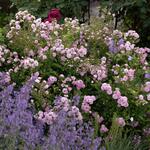  Rose 'The Fairy'