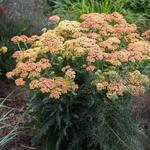  Achillea 'Firefly Peach Sky'
