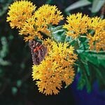  Asclepias tuberosa 'Hello Yellow'