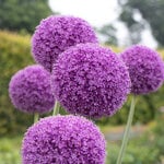  Allium giganteum (3 bulbs per bag)