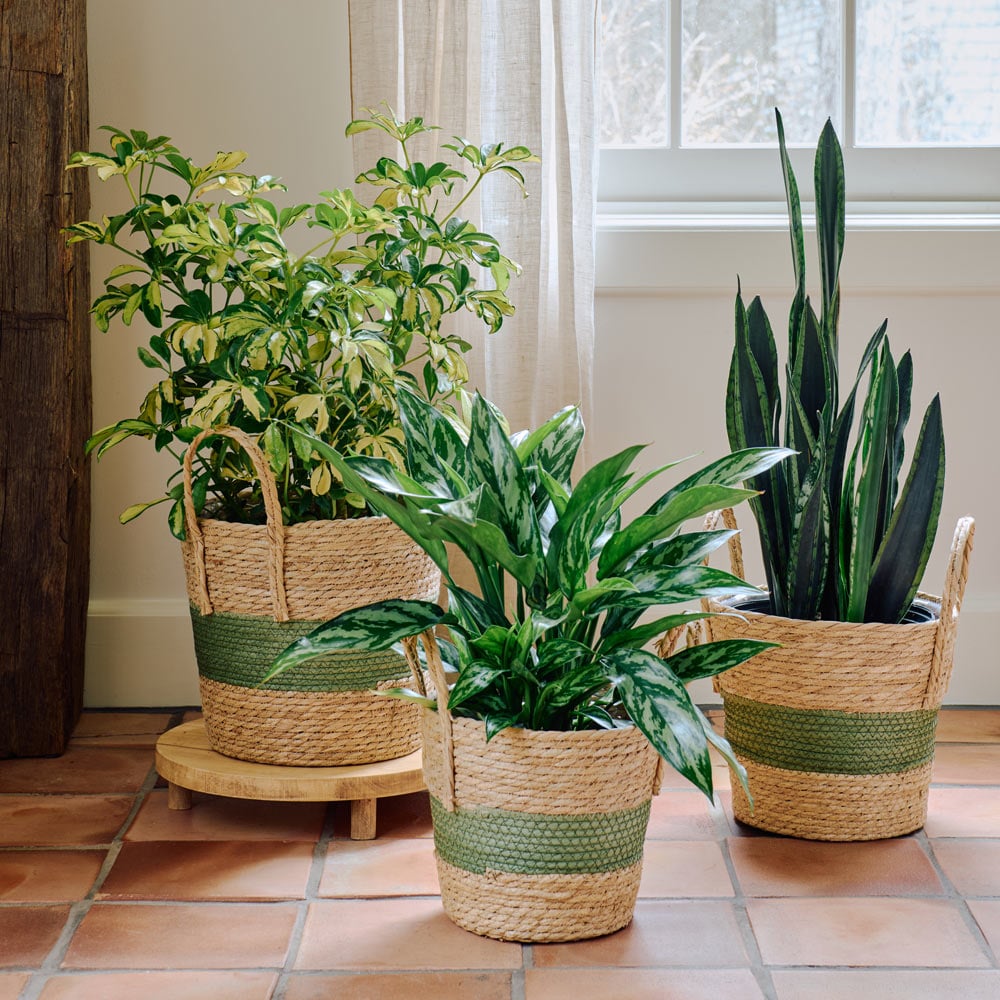 All Foliage Houseplants