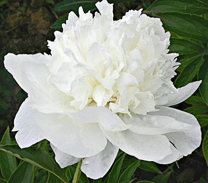 Paeonia White Towers | White Flower Farm