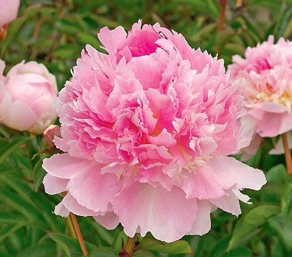 Paeonia Eden's Perfume | White Flower Farm