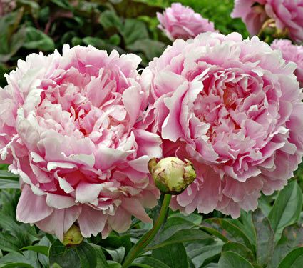 Paeonia Dinner Plate | White Flower Farm