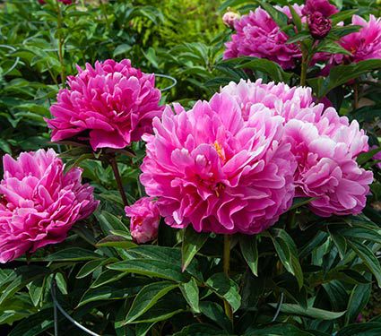 Paeonia Jacorma | White Flower Farm